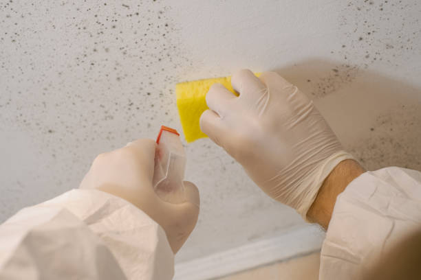 Iola, WI Mold Inspection, Removal & Remediation Company